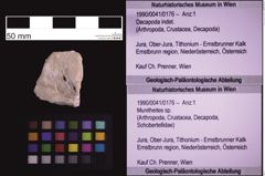 Foto (Objekt + Etiketten) von Munitheites sp. (NHMW-GEO-1990-0041-0176)